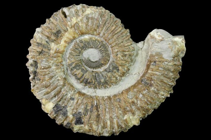 Aegocrioceras Ammonite - Germany #139140